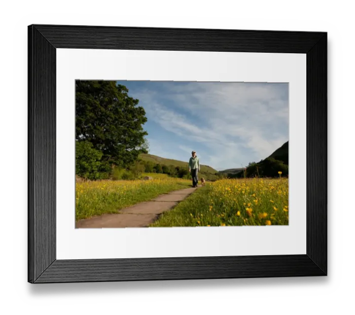 Framed Print : Domestic Dog, walked by owner on path in wildflower meadow, Muker, Swaledale, Yorkshire Dales N. P. North Yorkshire, England, june Framed Print : Domestic Dog, walked by owner on path in wildflower meadow, Muker, Swaledale, Yorkshire Dales N. P. North Yorkshire, England, june