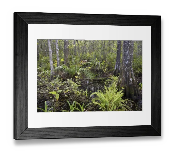 Framed Print : View of vegetation in cypress swamp habitat, Corkscrew Swamp Sanctuary, Florida, U. S. A Framed Print : View of vegetation in cypress swamp habitat, Corkscrew Swamp Sanctuary, Florida, U. S. A