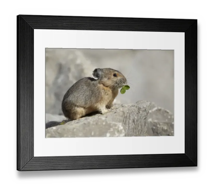 Framed Print : American Pika (Ochotona princeps) adult, feeding on clover leaves, standing on rock, Jasper N. P. Alberta, Canada Framed Print : American Pika (Ochotona princeps) adult, feeding on clover leaves, standing on rock, Jasper N. P. Alberta, Canada