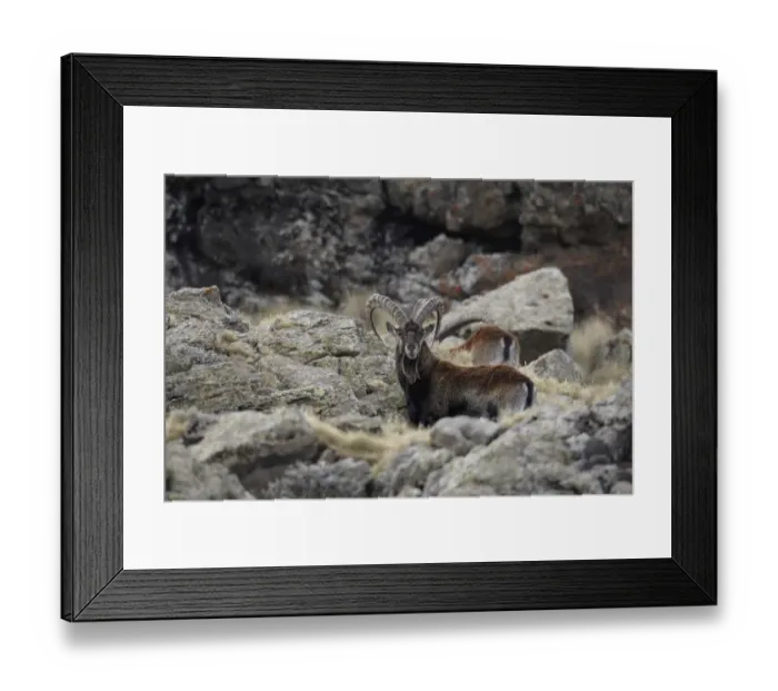 Framed Print : Walia Ibex (Capra walie) adult males, standing amongst rocks, Simien Mountains, Ethiopia Framed Print : Walia Ibex (Capra walie) adult males, standing amongst rocks, Simien Mountains, Ethiopia