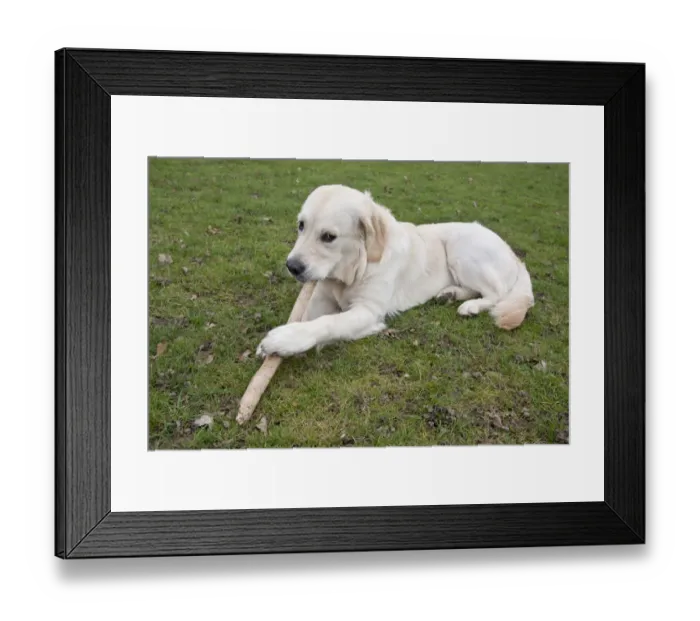 Framed Print : Domestic Dog, Golden Retriever, puppy, chewing stick in parkland, England, february Framed Print : Domestic Dog, Golden Retriever, puppy, chewing stick in parkland, England, february
