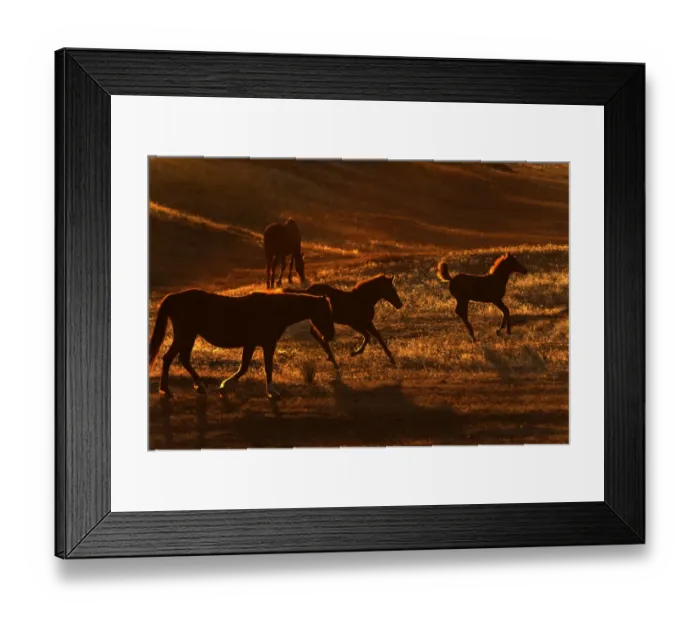 Framed Print : Wild Mustang (Equus caballus) mares and foals, walking and cantering on prairie, backlit at sunset, Southern Montana, U. S. A. october Framed Print : Wild Mustang (Equus caballus) mares and foals, walking and cantering on prairie, backlit at sunset, Southern Montana, U. S. A. october