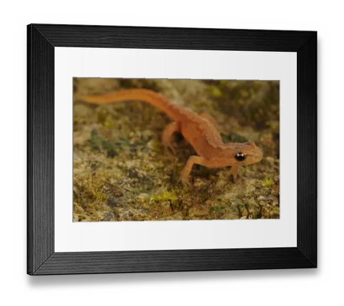 Framed Print : Smooth Newt (Lissotriton vulgaris) adult, in terrestrial phase, Italy, june
