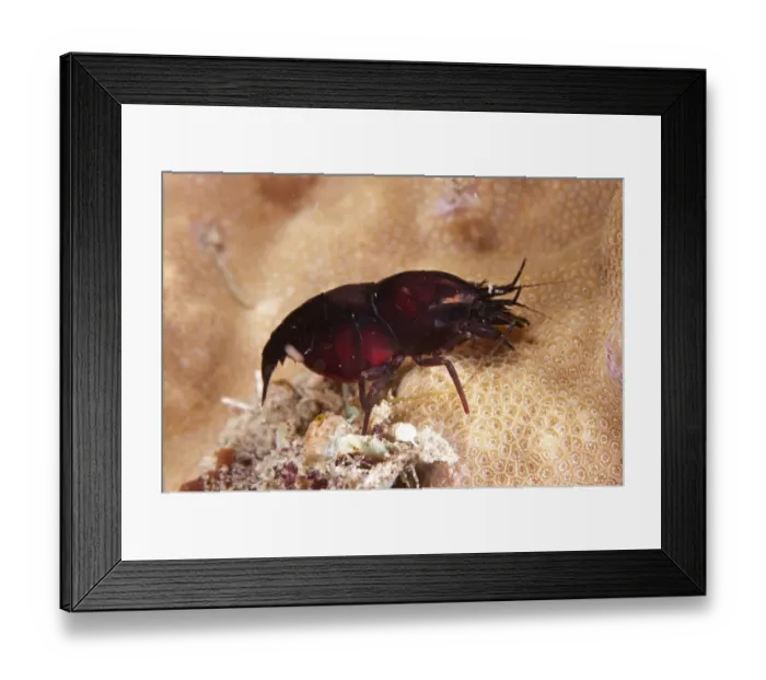 Framed Print : Deman's Snapping Shrimp (Synalpheus demani) adult, on reef at night, Uhak Reef, Wetar Island, Barat Daya Islands, Lesser Sunda Islands, Maluku Province, Indonesia Framed Print : Deman's Snapping Shrimp (Synalpheus demani) adult, on reef at night, Uhak Reef, Wetar Island, Barat Daya Islands, Lesser Sunda Islands, Maluku Province, Indonesia
