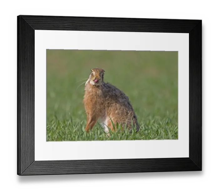 Framed Print : European Hare (Lepus europaeus) adult, licking nose with tongue, sitting in crop field, Berwickshire, Scottish Borders, Scotland, april Framed Print : European Hare (Lepus europaeus) adult, licking nose with tongue, sitting in crop field, Berwickshire, Scottish Borders, Scotland, april