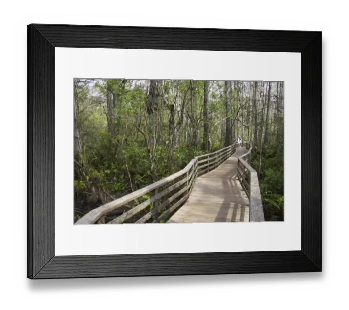 Framed Print : Boardwalk with tourists in swamp habitat, Corkscrew Swamp Sanctuary, Florida, U. S. A Framed Print : Boardwalk with tourists in swamp habitat, Corkscrew Swamp Sanctuary, Florida, U. S. A
