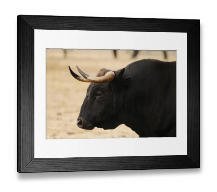 Framed Print : Domestic Cattle, Spanish Fighting Bull, bull, close-up of head, in dehesa, Salamanca, Castile and Leon, Spain, september Framed Print : Domestic Cattle, Spanish Fighting Bull, bull, close-up of head, in dehesa, Salamanca, Castile and Leon, Spain, september