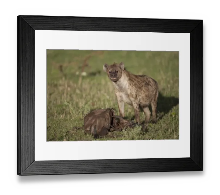 Framed Print : Spotted Hyena (Crocuta crocuta) adult, feeding scavenging at Blue Wildebeest (Connochaetus taurinus) carcass, Serengeti N. P. Tanzania, november