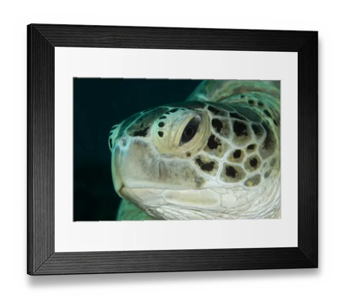 Framed Print : Green Turtle (Chelonia mydas) adult, close-up of head, Sipadan Island, Sabah, Borneo, Malaysia Framed Print : Green Turtle (Chelonia mydas) adult, close-up of head, Sipadan Island, Sabah, Borneo, Malaysia