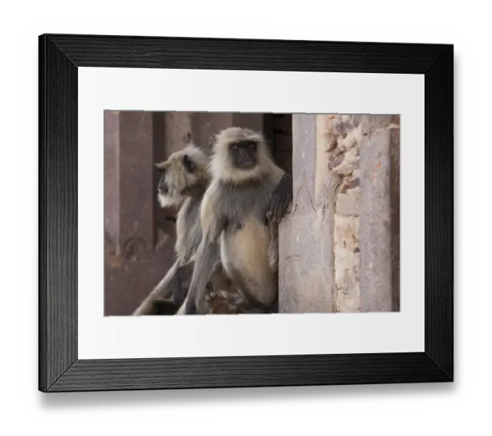 Framed Print : Southern Plains Grey Langur (Semnopithecus dussumieri) two adults, sitting on wall of historic fortress, Ranthambore N. P. Rajasthan, India Framed Print : Southern Plains Grey Langur (Semnopithecus dussumieri) two adults, sitting on wall of historic fortress, Ranthambore N. P. Rajasthan, India