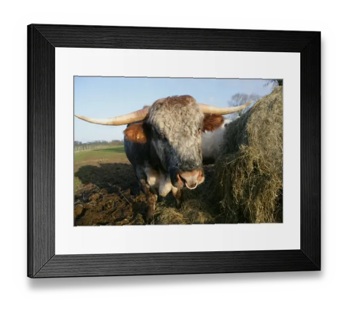 Framed Print : Domestic Cattle, Longhorn bull, feeding on hay in muddy pasture, Wiltshire, England, march Framed Print : Domestic Cattle, Longhorn bull, feeding on hay in muddy pasture, Wiltshire, England, march