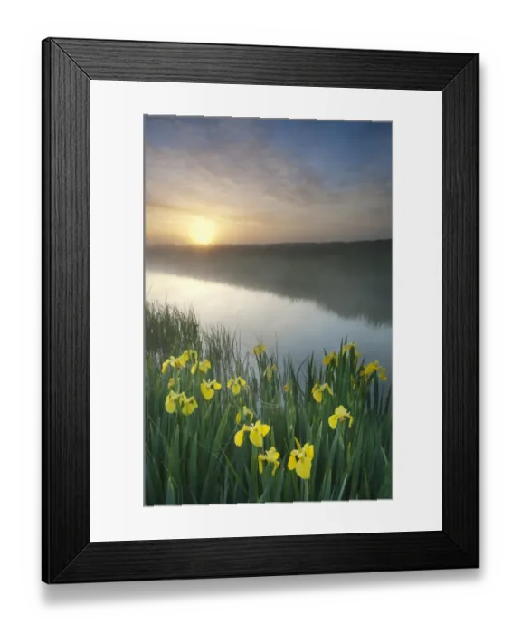 Framed Print : Yellow Iris (Iris pseudacorus) flowering, growing beside dyke in coastal grazing marsh habitat, in mist at sunrise, Elmley Marshes N. N. R. Isle of Sheppey, Kent, England, may Framed Print : Yellow Iris (Iris pseudacorus) flowering, growing beside dyke in coastal grazing marsh habitat, in mist at sunrise, Elmley Marshes N. N. R. Isle of Sheppey, Kent, England, may