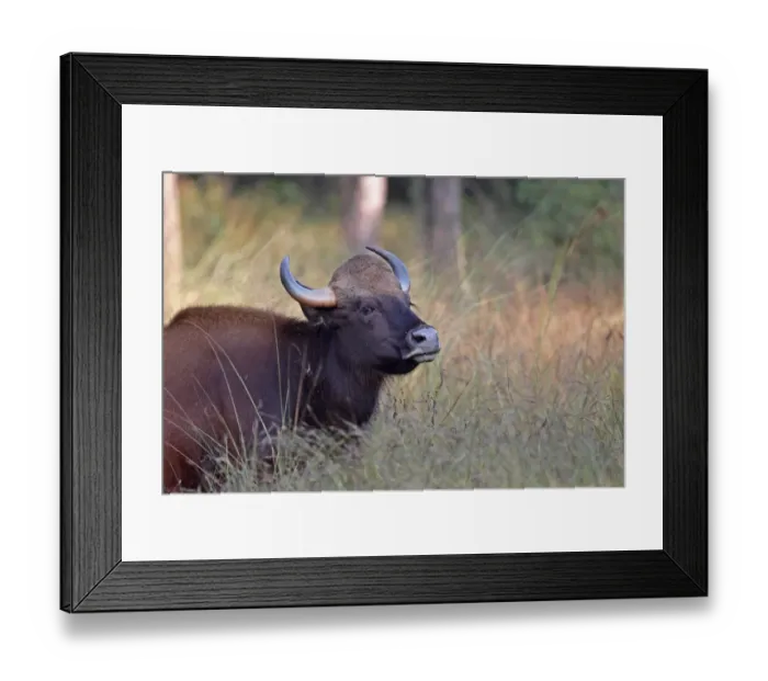 Framed Print : Gaur (Bos gaurus) adult female, close-up of head, standing in long grass, Kanha N. P. Madhya Pradesh, India, november Framed Print : Gaur (Bos gaurus) adult female, close-up of head, standing in long grass, Kanha N. P. Madhya Pradesh, India, november