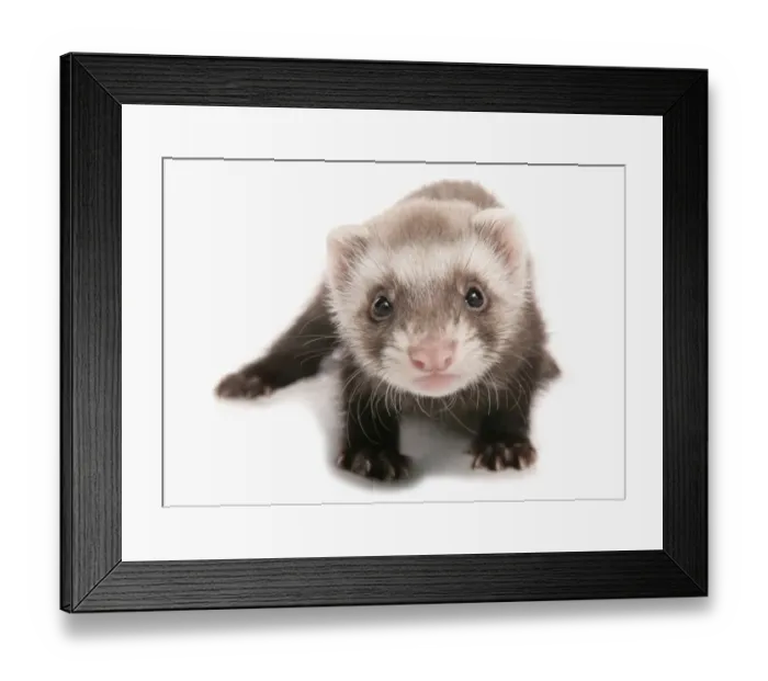 Framed Print : Domestic Polecat Ferret (Mustela putorius x putorius furo) young, standing Framed Print : Domestic Polecat Ferret (Mustela putorius x putorius furo) young, standing