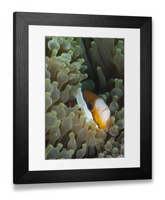 Framed Print : Threeband Anemonefish (Amphiprion tricinctus) adult, sheltering in Bulb Tentacle Sea Anemone (Entacmaea quadricolor), Reta Island, Alor Archipelago, Lesser Sunda Islands, Indonesia Framed Print : Threeband Anemonefish (Amphiprion tricinctus) adult, sheltering in Bulb Tentacle Sea Anemone (Entacmaea quadricolor), Reta Island, Alor Archipelago, Lesser Sunda Islands, Indonesia