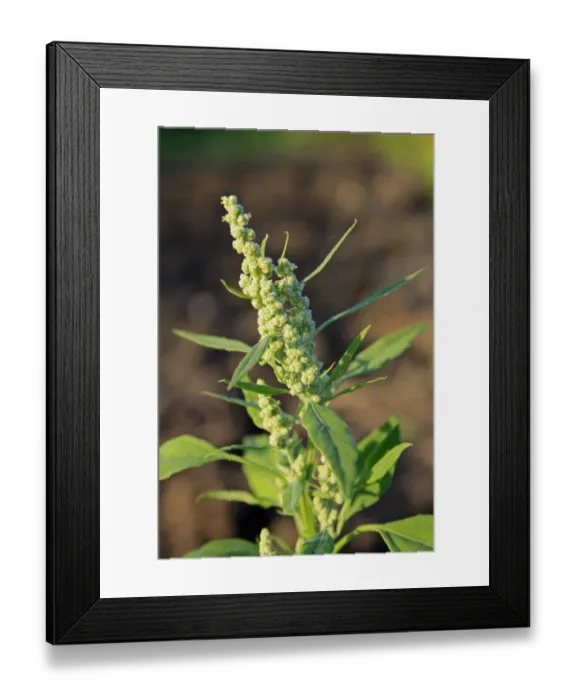 Framed Print : Fat Hen (Chenopodium album) close-up of flowers, growing as weed in garden allotment, Suffolk, England, august Framed Print : Fat Hen (Chenopodium album) close-up of flowers, growing as weed in garden allotment, Suffolk, England, august