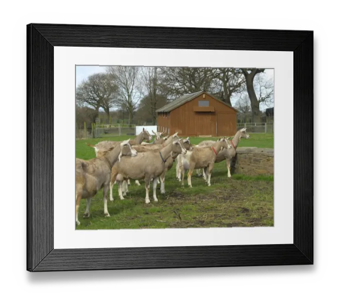 Framed Print : Domestic Goat, adult females, milking herd standing in pasture, near Chorley, Lancashire, England, april Framed Print : Domestic Goat, adult females, milking herd standing in pasture, near Chorley, Lancashire, England, april
