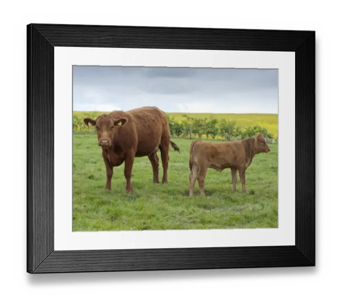 Framed Print : Domestic Cattle, Stabiliser two-year old cow with calf, standing in pasture, Yorkshire, England, may Framed Print : Domestic Cattle, Stabiliser two-year old cow with calf, standing in pasture, Yorkshire, England, may