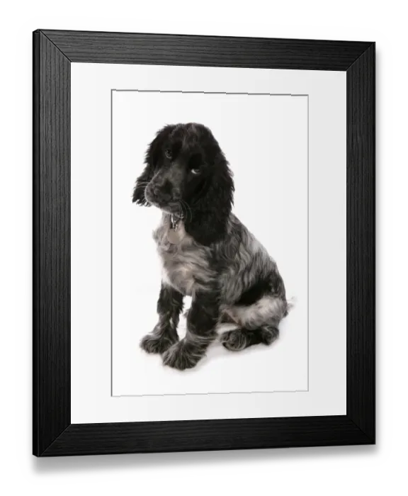 Framed Print : Domestic Dog, English Cocker Spaniel, female puppy, thirteen-weeks old, sitting, with collar and tag Framed Print : Domestic Dog, English Cocker Spaniel, female puppy, thirteen-weeks old, sitting, with collar and tag
