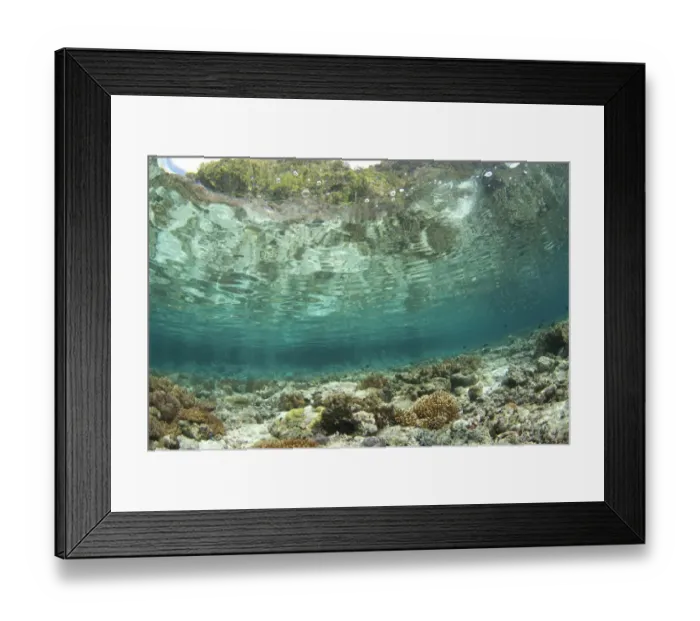 Framed Print : View of coral reef habitat in shallows, Potato Point, Fiabacet Island, West Papua, New Guinea, Indonesia Framed Print : View of coral reef habitat in shallows, Potato Point, Fiabacet Island, West Papua, New Guinea, Indonesia