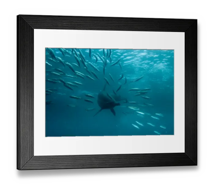 Framed Print : Long-beaked Common Dolphin (Delphinus capensis) adult, feeding on baitball school of small bait fish, offshore Port St. Johns, Wild Coast, Eastern Cape (Transkei), South Africa Framed Print : Long-beaked Common Dolphin (Delphinus capensis) adult, feeding on baitball school of small bait fish, offshore Port St. Johns, Wild Coast, Eastern Cape (Transkei), South Africa