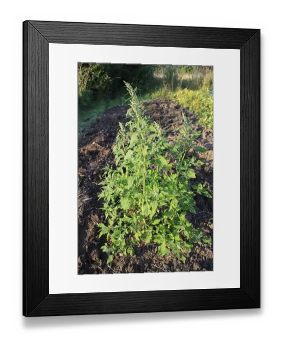 Framed Print : Fat Hen (Chenopodium album) flowering, growing as weed in garden allotment, Suffolk, England, august Framed Print : Fat Hen (Chenopodium album) flowering, growing as weed in garden allotment, Suffolk, England, august