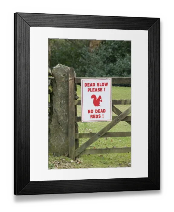 Framed Print : Eurasian Red Squirrel (Sciurus vulgaris) Dead Slow Please sign on gate, warning drivers to slow down, near Derwent Water, Lake District, Cumbria, England Framed Print : Eurasian Red Squirrel (Sciurus vulgaris) Dead Slow Please sign on gate, warning drivers to slow down, near Derwent Water, Lake District, Cumbria, England