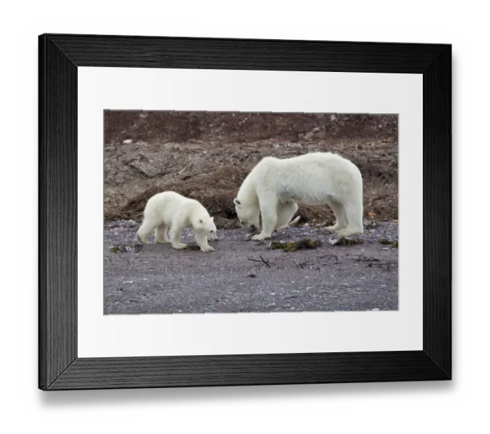 Framed Print : Polar Bear (Ursus maritimus) adult female with cub, feeding on dead bird, standing on beach, Spitzbergen, Svalbard, july Framed Print : Polar Bear (Ursus maritimus) adult female with cub, feeding on dead bird, standing on beach, Spitzbergen, Svalbard, july
