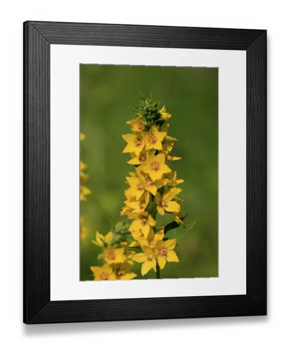 Framed Print : Yellow Loosestrife (Lysimachia punctata) flowering, in garden, Luisenpark, Mannheim, Baden-Wurttemberg, Germany Framed Print : Yellow Loosestrife (Lysimachia punctata) flowering, in garden, Luisenpark, Mannheim, Baden-Wurttemberg, Germany