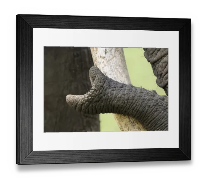 Framed Print : African Elephant (Loxodonta africana) adult, close-up of trunk tip resting on tusk, Masai Mara, Kenya