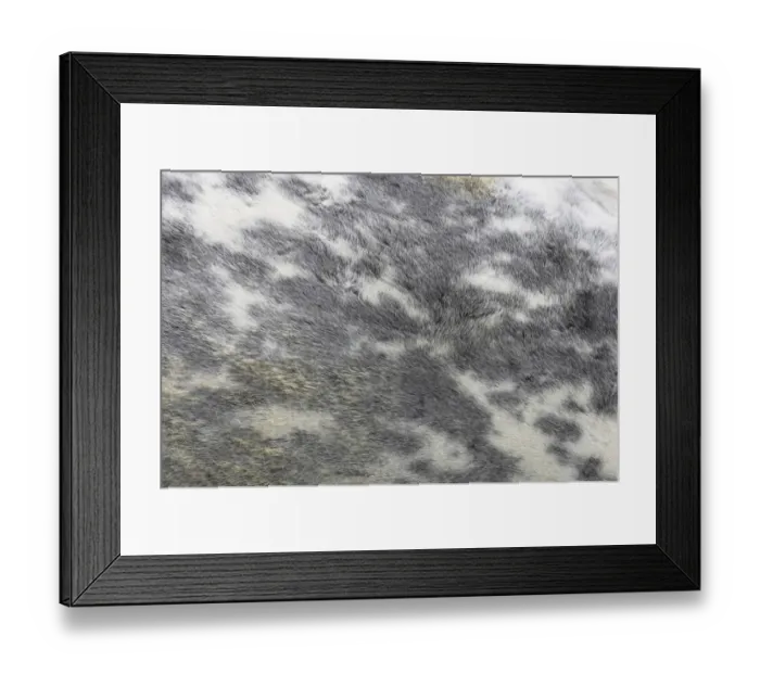 Framed Print : Common Seal (Phoca vitulina) pup, close-up of coat, Texel Rescue Centre, Texel Island, Netherlands