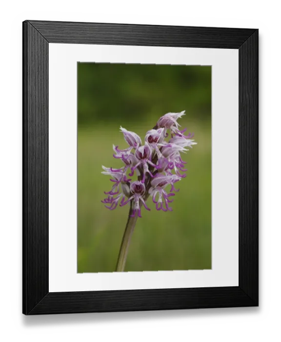 Framed Print : Monkey Orchid (Orchis simia) close-up of flowerspike, Causse de Gramat, Massif Central, Lot, France, may Framed Print : Monkey Orchid (Orchis simia) close-up of flowerspike, Causse de Gramat, Massif Central, Lot, France, may