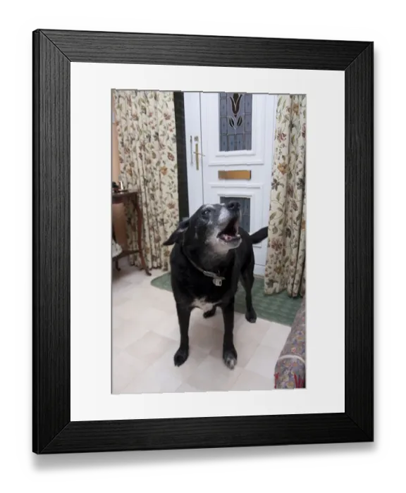 Framed Print : Domestic Dog, labrador cross mongrel, elderly adult, barking, standing in house beside door, England Framed Print : Domestic Dog, labrador cross mongrel, elderly adult, barking, standing in house beside door, England