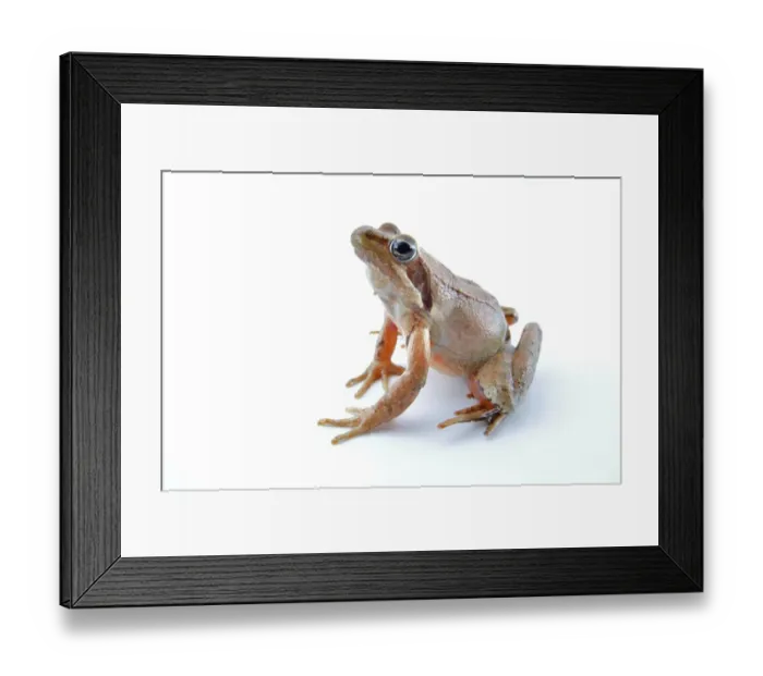 Framed Print : Italian Agile Frog (Rana latastei) adult female, sitting Framed Print : Italian Agile Frog (Rana latastei) adult female, sitting