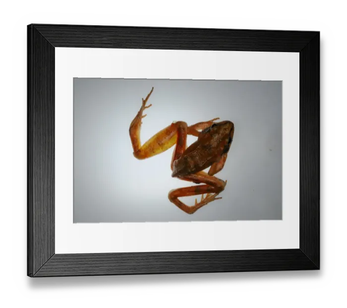 Framed Print : Agile Frog (Rana dalmatina) immature, showing fungal disease and infections, Italy, may Framed Print : Agile Frog (Rana dalmatina) immature, showing fungal disease and infections, Italy, may