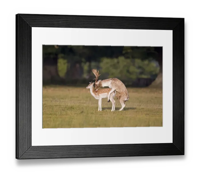 Framed Print : Fallow Deer (Dama dama) adult pair, buck mounting doe, mating during rutting season, Helmingham Hall Deer Park, Suffolk, England, october