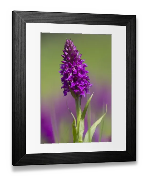 Framed Print : Southern Marsh Orchid (Dactylorhiza praetermissa) flowering, Gibraltar Point N. N. R. Lincolnshire, England, june Framed Print : Southern Marsh Orchid (Dactylorhiza praetermissa) flowering, Gibraltar Point N. N. R. Lincolnshire, England, june