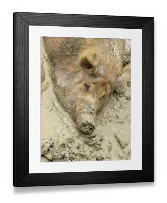 Framed Print : Domestic Pig, Tamworth, adult, close-up of head, wallowing in mud, Midlands, England, june Framed Print : Domestic Pig, Tamworth, adult, close-up of head, wallowing in mud, Midlands, England, june