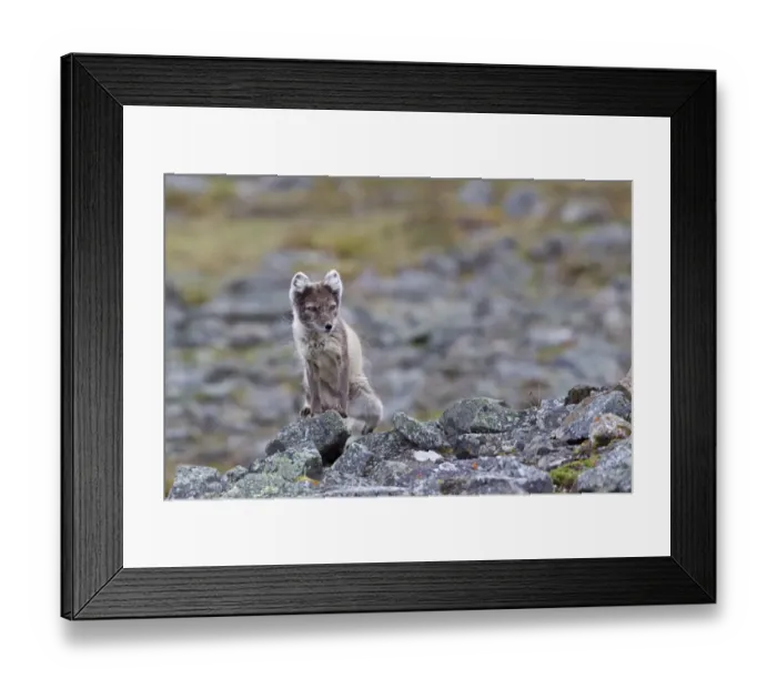 Framed Print : Arctic Fox (Alopex lagopus) adult, summer coat, standing on rocks, Spitzbergen, Svalbard, july Framed Print : Arctic Fox (Alopex lagopus) adult, summer coat, standing on rocks, Spitzbergen, Svalbard, july