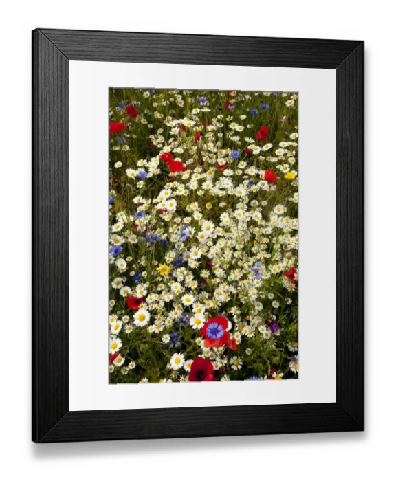 Framed Print : Cornflower (Centaurea cyanus) Scentless Mayweed (Tripleurospermum inodorum) and Corn Poppy (Papaver rhoeas) flowering mass, growing in field, Derbyshire, England, june