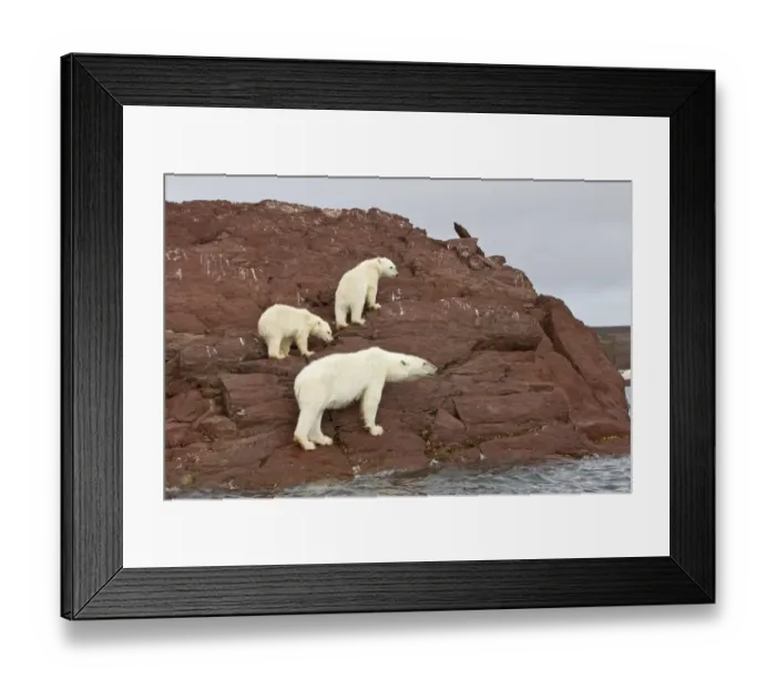 Framed Print : Polar Bear (Ursus maritimus) adult female with two cubs, standing on rocks at edge of water, Spitzbergen, Svalbard, july Framed Print : Polar Bear (Ursus maritimus) adult female with two cubs, standing on rocks at edge of water, Spitzbergen, Svalbard, july