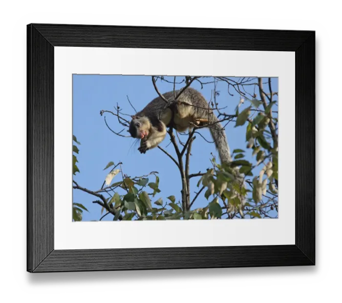 Framed Print : Grizzled Giant Squirrel (Ratufa macroura) adult, feeding, biting through stem of fruit in tree, Sri Lanka, december Framed Print : Grizzled Giant Squirrel (Ratufa macroura) adult, feeding, biting through stem of fruit in tree, Sri Lanka, december