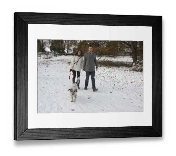 Framed Print : Domestic Dog, Greek Mountain Dog, elderly adult, being walked on extendable lead by couple owners in snow, Surrey, England, december Framed Print : Domestic Dog, Greek Mountain Dog, elderly adult, being walked on extendable lead by couple owners in snow, Surrey, England, december
