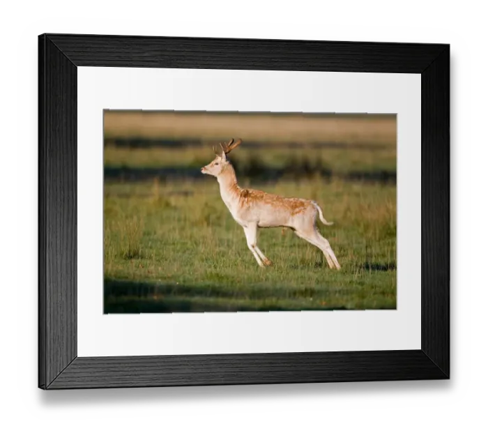 Framed Print : Fallow Deer (Dama dama) buck, stotting, during rutting season, Suffolk, England, october Framed Print : Fallow Deer (Dama dama) buck, stotting, during rutting season, Suffolk, England, october
