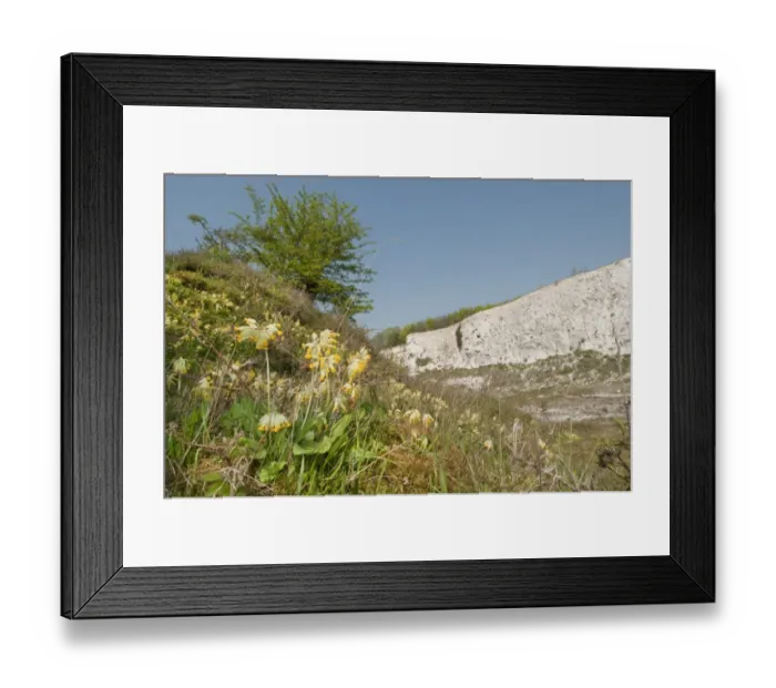 Framed Print : Cowslip (Primula veris) flowering, growing in abandoned chalk quarry habitat, Monkton Nature Reserve, Isle of Thanet, Kent, England, april