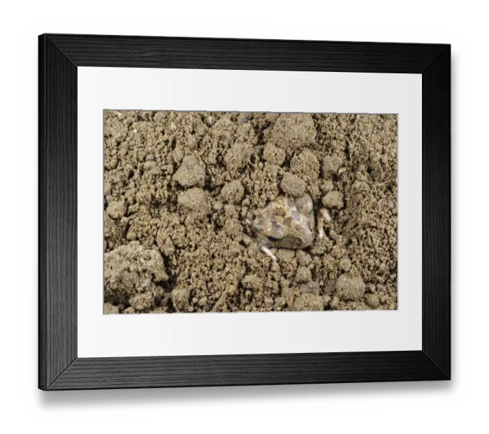 Framed Print : Italian Spadefoot (Pelobates fuscus insubricus) young, digging in loose sandy soil, Cascina Bellezza, Turin, Piedmont, Italy Framed Print : Italian Spadefoot (Pelobates fuscus insubricus) young, digging in loose sandy soil, Cascina Bellezza, Turin, Piedmont, Italy