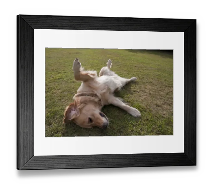 Framed Print : Domestic Dog, Golden Retriever, adult female, in heat, laying on back in submissive gesture, on garden lawn, England, august Framed Print : Domestic Dog, Golden Retriever, adult female, in heat, laying on back in submissive gesture, on garden lawn, England, august