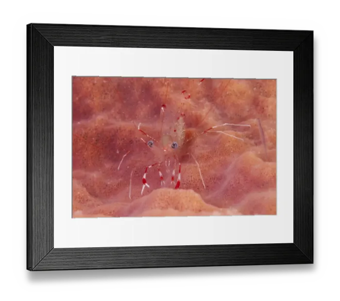 Framed Print : Clear Cleaner Shrimp (Urocaridella antonbrunii) adult, on sponge at night, Lembata Island, Solor Archipelago, Lesser Sunda Islands, Indonesia Framed Print : Clear Cleaner Shrimp (Urocaridella antonbrunii) adult, on sponge at night, Lembata Island, Solor Archipelago, Lesser Sunda Islands, Indonesia