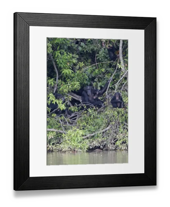 Framed Print : Chimpanzee (Pan troglodytes) adult females with young, sitting in vegetation at edge of water, Gambia River, Gambia, january Framed Print : Chimpanzee (Pan troglodytes) adult females with young, sitting in vegetation at edge of water, Gambia River, Gambia, january