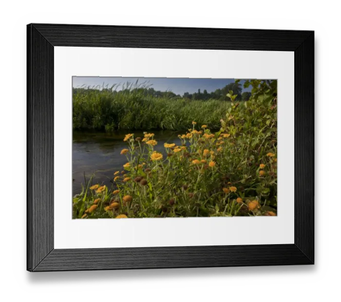 Framed Print : Common Fleabane (Pulicaria dysenterica) flowering, growing beside river, River Piddle, Wareham Common, Dorset, England Framed Print : Common Fleabane (Pulicaria dysenterica) flowering, growing beside river, River Piddle, Wareham Common, Dorset, England